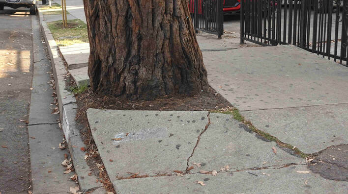 This photo shows a concrete sidewalk that has been cracked by a tree root. Our concrete repair team will come in to take a look at the damage.